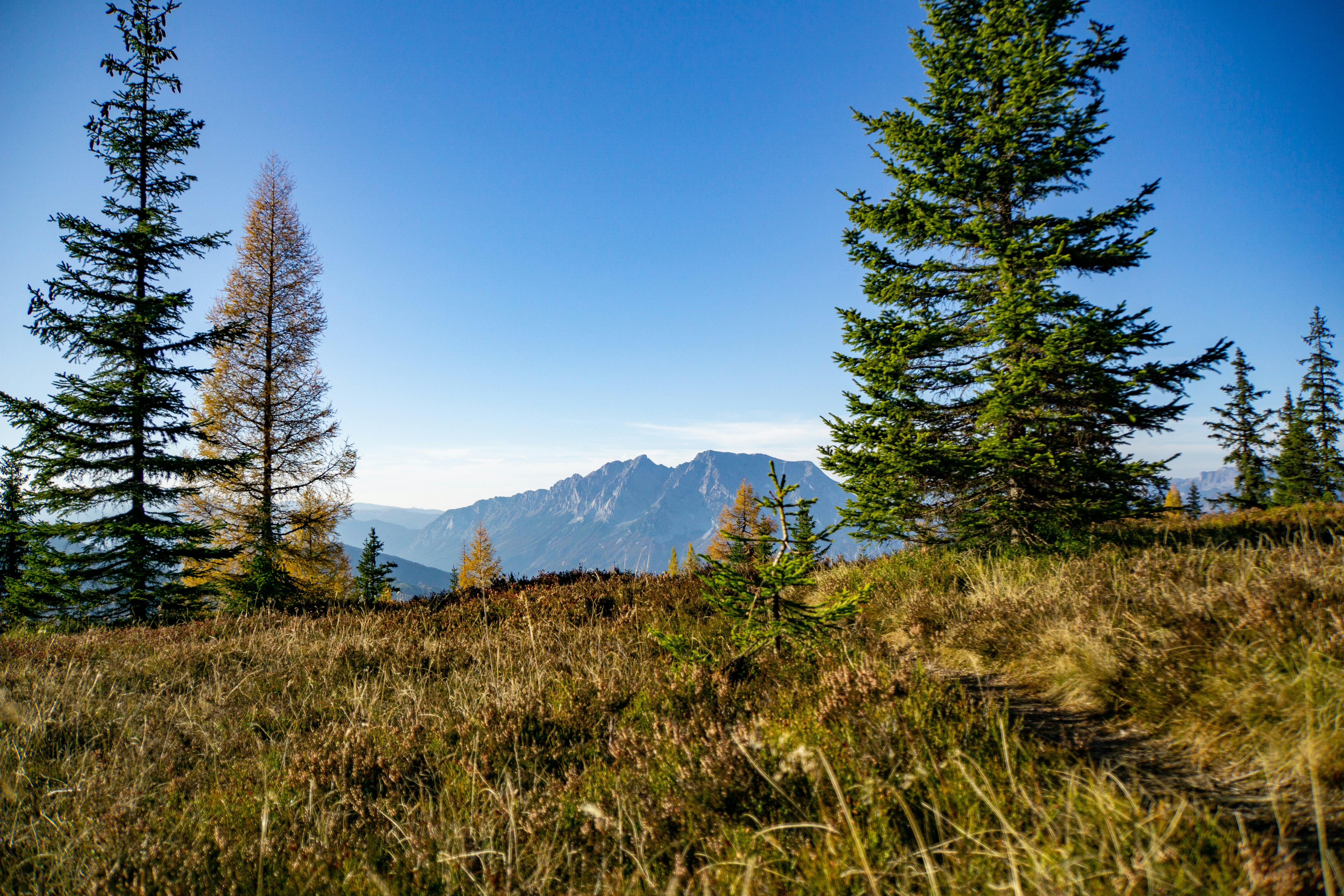 green-leafed trees and grass during daytime